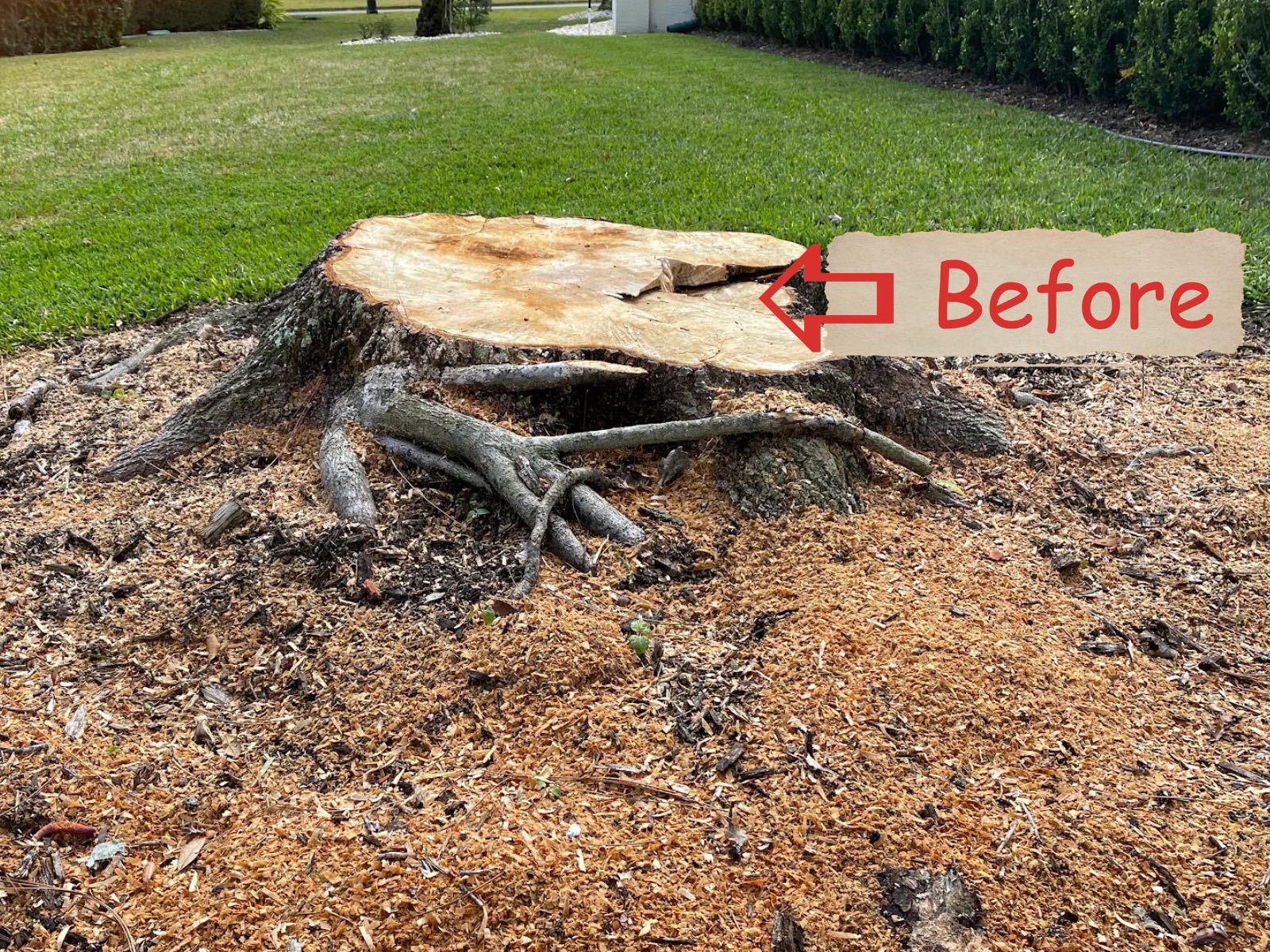 A large hardwood stump surrounded by wood chips before grinding